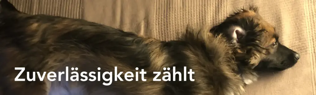 Der lustige Hund Flocki schaut mit großen Augen in die Kamera.