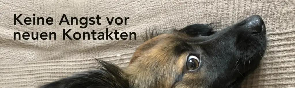 Der lustige Hund Flocki schaut mit großen Augen in die Kamera.